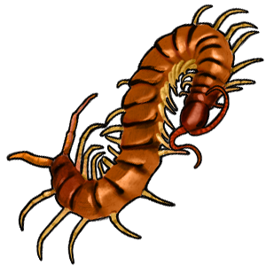 Millipede