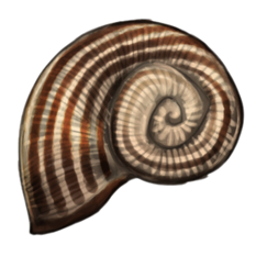 Shell (Striped)