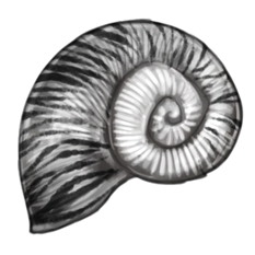 Shell (White)