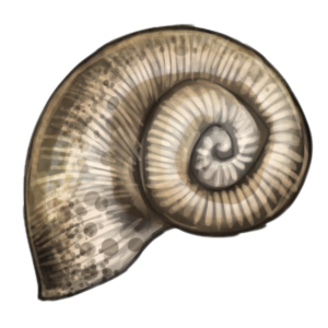 Shell (Tan)