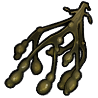 <a href="https://faunids.com/world/items?name=Seaweed" class="display-item">Seaweed</a>