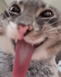 rhetty boy (sam test pet)